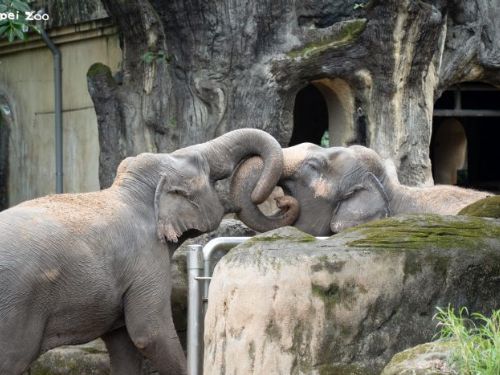 大象也要運動！臺北動物園亞洲象的趣味健身與雨林區新篇章